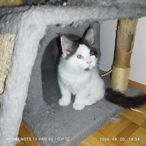 Maine Coon kölykök  - kép 7