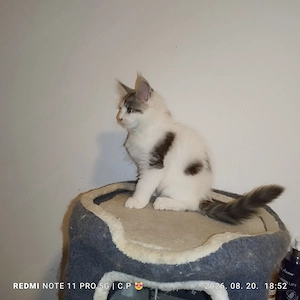 Maine Coon kölykök  - kép 5