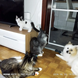 Maine Coon kölykök  - kép 8