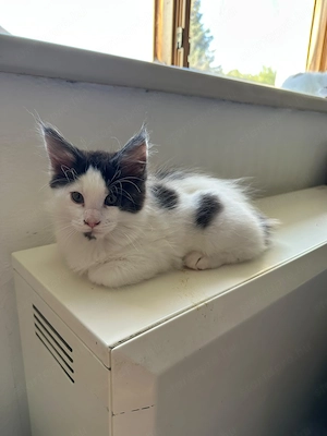 Maine Coon kölykök  - kép 6