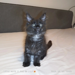 Maine Coon kölykök  - kép 10