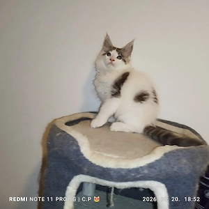 Maine Coon kölykök  - kép 4