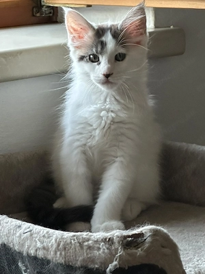 Maine Coon kölykök 