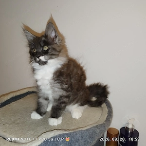 Maine Coon kölykök  - kép 9