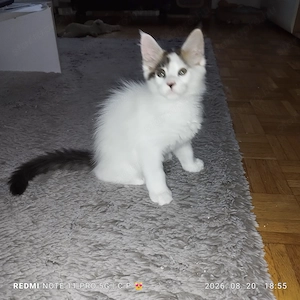  Maine Coon kölykök  - kép 5
