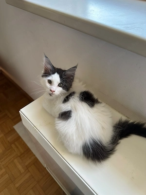 Maine Coon kölykök  - kép 2