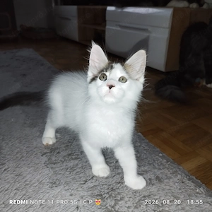  Maine Coon kölykök  - kép 4