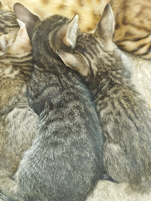 Beng li kever k cicusok - kép 5