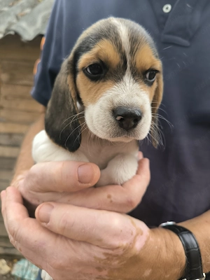 4 Beagle kiskutya, gazdit keres!