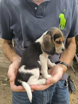 4 Beagle kiskutya, gazdit keres! - kép 5