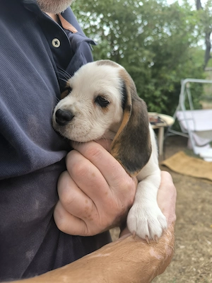 4 Beagle kiskutya, gazdit keres! - kép 8