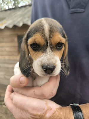 4 Beagle kiskutya, gazdit keres! - kép 4