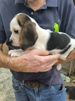 4 Beagle kiskutya, gazdit keres! - kép 9