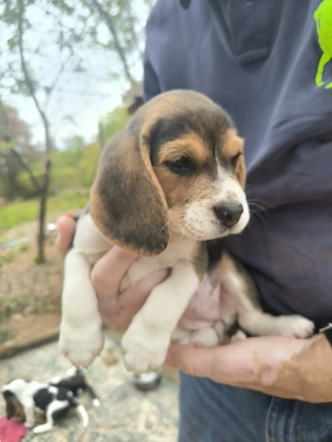 4 Beagle kiskutya, gazdit keres! - kép 6