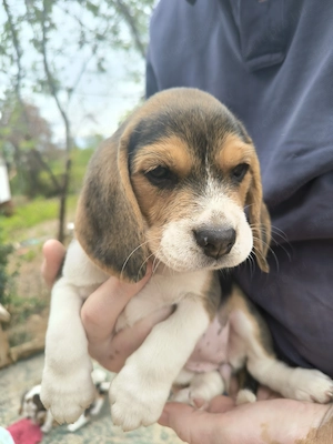 4 Beagle kiskutya, gazdit keres! - kép 7