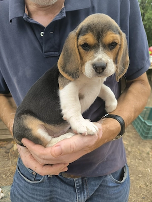 4 Beagle kiskutya, gazdit keres! - kép 3