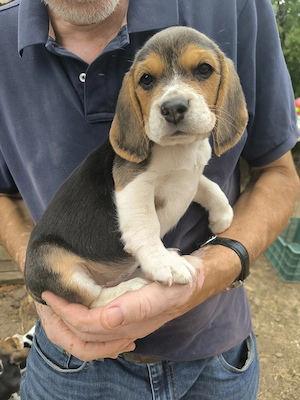 4 Beagle kiskutya, gazdit keres! - kép 2