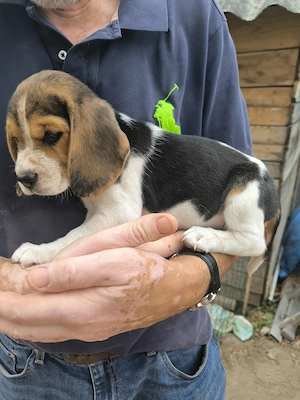 4 Beagle kiskutya, gazdit keres! - kép 10