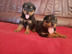 Gyönyörű rottweiler kiskutyák  - kép 3