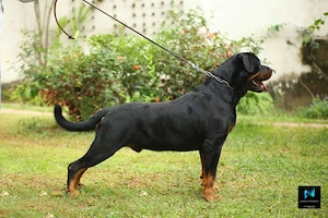 Gyönyörű rottweiler kiskutyák  - kép 5