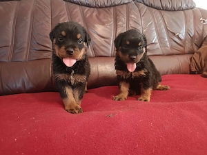 Gyönyörű rottweiler kiskutyák  - kép 2