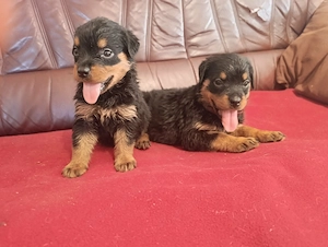 Gyönyörű rottweiler kiskutyák  - kép 4