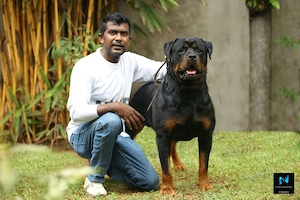 Gyönyörű rottweiler kiskutyák  - kép 6