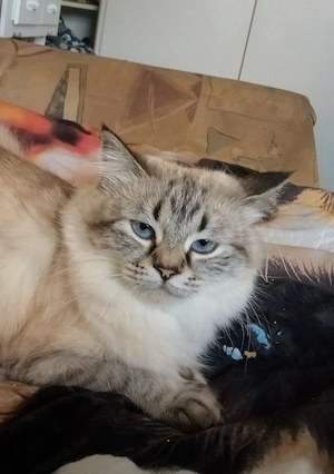 Eladó ragdoll kislány cica  - kép 9