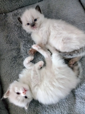 Eladó ragdoll kislány cica  - kép 5