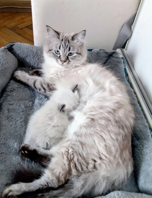 Eladó ragdoll kislány cica  - kép 8