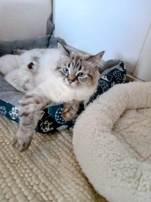 Eladó ragdoll kislány cica  - kép 6