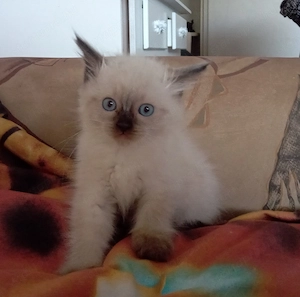 Eladó ragdoll kislány cica  - kép 2