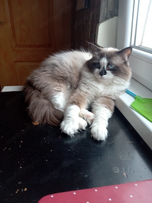 Eladó ragdoll kislány cica  - kép 10