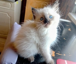 Eladó ragdoll kislány cica 