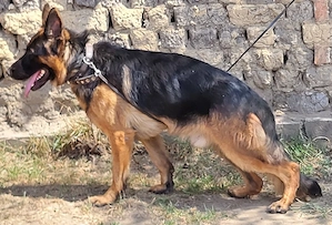3 éves németjuhász kan 