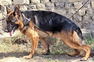 3 éves németjuhász kan  - kép 3