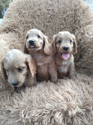Cockapoo, Cocapoo kölykök gazdát keresnek 