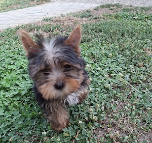 Yorkshire terrier kiskutya - kép 3