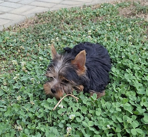 Yorkshire terrier kiskutya - kép 4