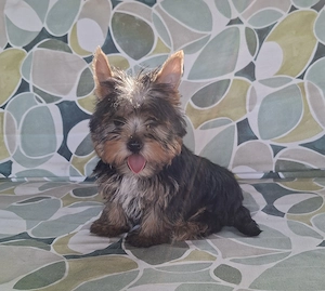 Yorkshire terrier kiskutya