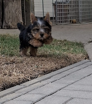 Yorkshire terrier kiskutya - kép 2