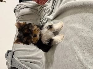 Biewer yorkie kisfiú  - kép 3