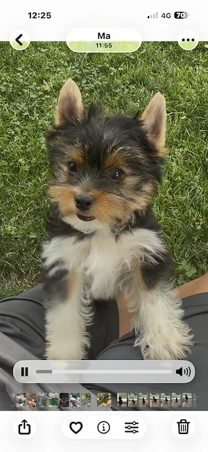 Biewer yorkie kisfiú 