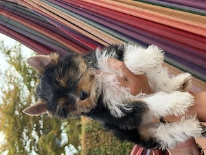 Biewer yorkie kisfiú  - kép 2