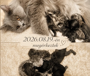 Foglalozható kiscicák 