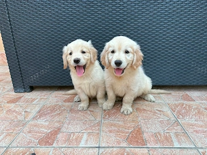 Golden Retriever kiskutyák