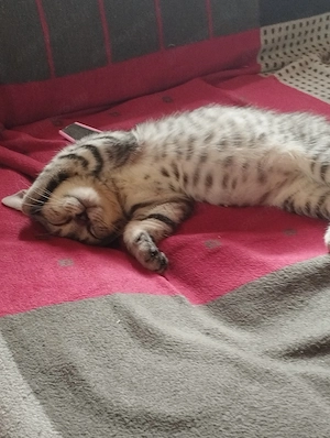 Brit whiskas cica - kép 4