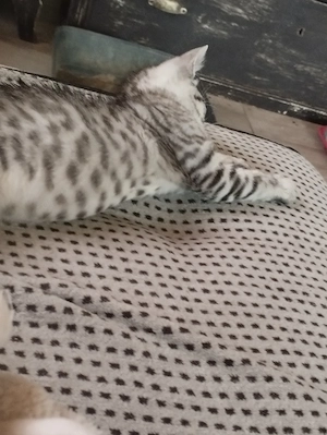 Brit whiskas cica - kép 2