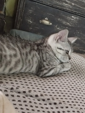 Brit whiskas cica - kép 3