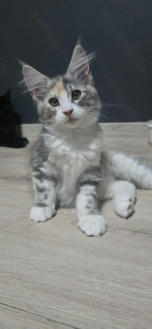 Maine Coon Cica szerető otthont keres!